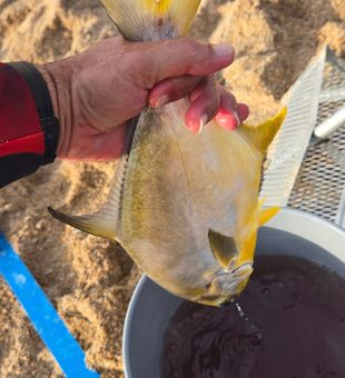 Pompano day - New Smyrna Beach, FL.