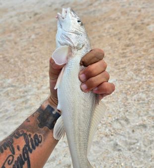 Kingfish ladies and gentlemen! - New Smyrna Beach, FL.