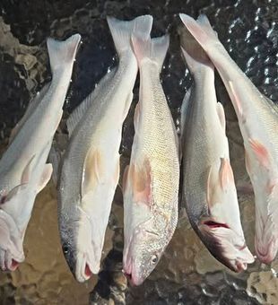 Discover why anglers love shore fishing in New Smyrna Beach for its easy access, scenic coastline, and year-round opportunities.