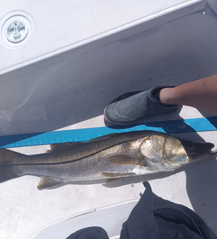 Caught a nice one!