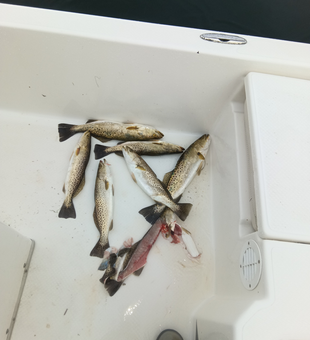 Beautiful speckled trout from productive Homosassa waters!