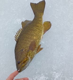 The beauty of the Smallmouth Bass on display!