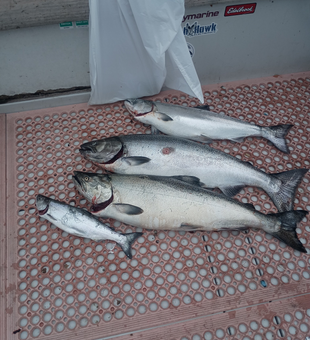 Experience the excitement of reeling in trophy Salmon on a Pulaski NY fishing charter.