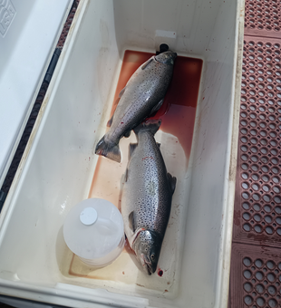 Huge Rainbow Trout hooked on a perfect afternoon in Pulaski!