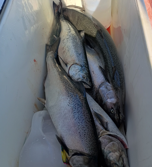 Start your morning with Lake Ontario Salmon fishing at sunrise for unforgettable action.