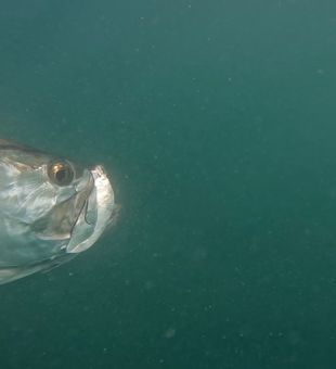 Underwater Tarpon - Key West