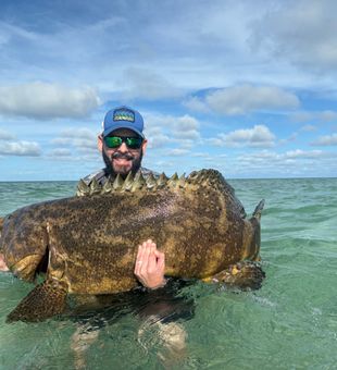goliath grouper