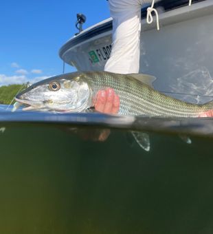 Big tarpon caught in Key West