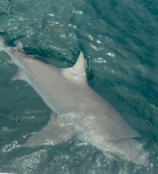 Massive shark cruising beside the boat in Key West!