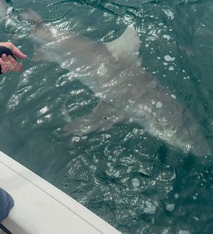 Massive bull shark in Key West.