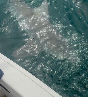 Massive bullshark boatside
