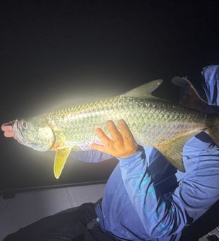 tarpon
