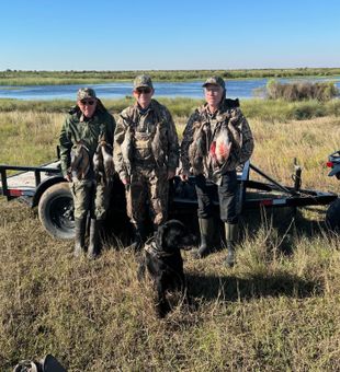Action shot of redhead ducks over Texas marshes.