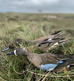 Hunters ready for a coastal duck hunt in Texas.