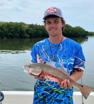 Nice Redfish in Crystal River