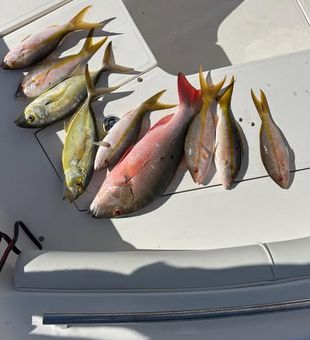 Flavorful Snapper Haul! - 
Key Largo, FL