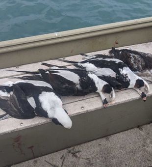 Successful waterfowl hunt brings home dinner from Detroit waters.