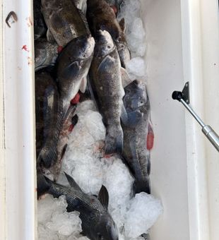 Loaded black sea bass on a Blue Point NY fishing charter