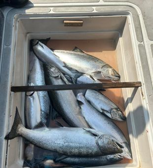Loaded cooler of Lake Ontario Chinook!