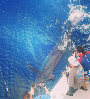Premier Shark Fishing In Destin, FL