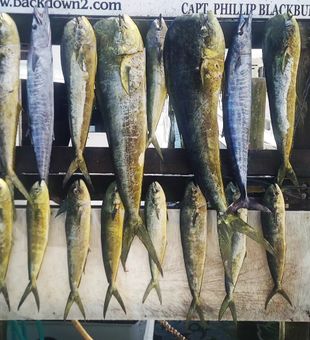 Bountiful Mahi-Mahi Fish Catch In Destine, FL