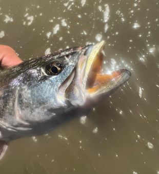 Matagorda Bay Fishing Trout Catch! Book now!