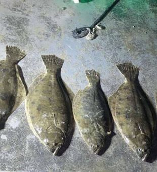 Flounder Bounty in Fishing in Matagorda Texas!