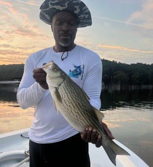 Calm waters, big bites, Allatoona stripers