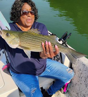 Striped bass action heating up this morning