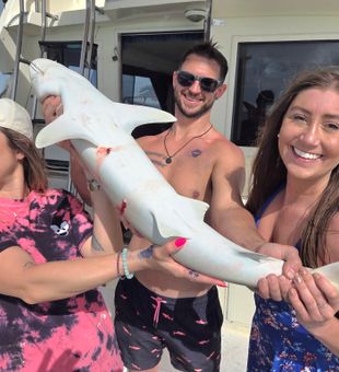 Fresh shark catch in Key West waters!