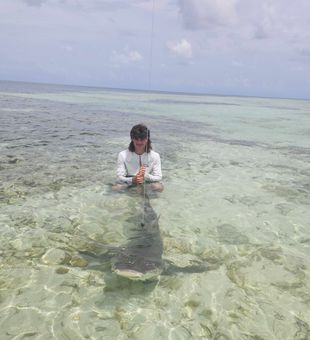 Hands on a big lemon shark 