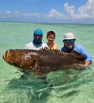 Big inshore Goliath grouper 