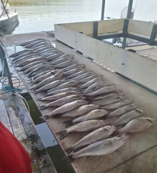 Great day of striped bass fishing in Kingston OK!