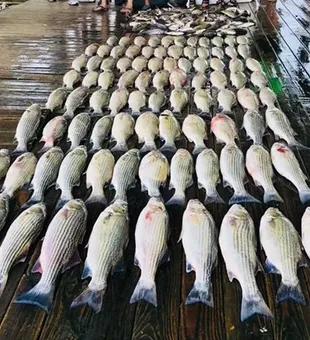 Incredible striped bass and white bass haul in Kingston!
