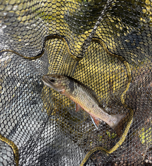 Caught a beauty today!