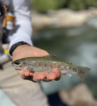 Pristine waters yield a prized Cutthroat on a perfect day for fly fishing!