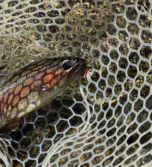 Nice catch using fly fishing technique! Colorful markings make this one exciting.