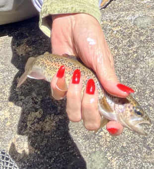Reeling in a thrilling day of fly fishing in Hume CA.