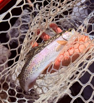 Beautiful rainbow trout landed in Hume CA!