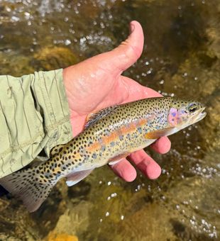 Beautiful rainbow trout caught in Hume CA waters!
