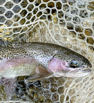 A tranquil catch in the river.
