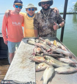 White bass action heating up in Quinlan TX!