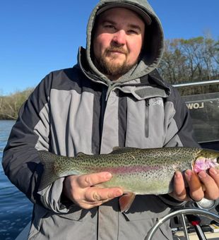 Colorful rainbow trout in the morning light!