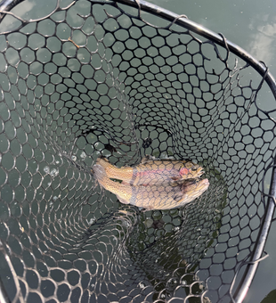 Trout dreams come true with the perfect jig in Branson!
