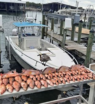 successful snapper fishing charter in st pete