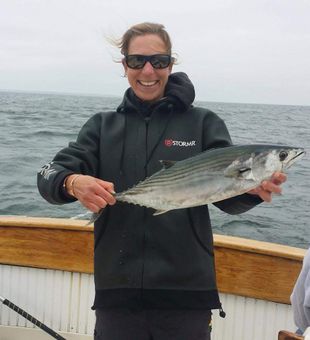 Striped Bonito in Cape Cod Bay