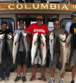 Species of Striped Bass in Cape Cod Bay