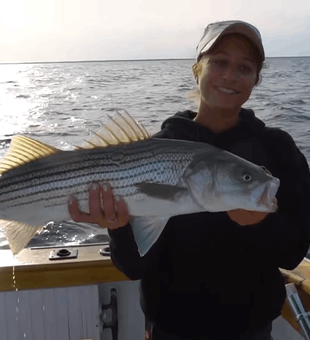 Large Striped Bass in Cape Cod Bay