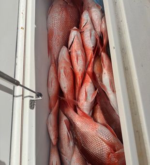 Red snapper success in Enterprise AL waters!