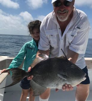 Grey Triggerfish from Destin, Florida